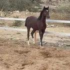 نقل مشترك من نجران الي الرياض رماح