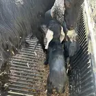 عنز متاوم طيبه