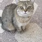 قطو ضايع للتبني
