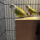 كنيور