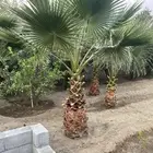 نخل واشنطن