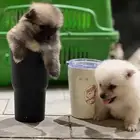 كلاب بومرينيان