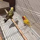 طيور روز جوز ذكر و أنثى منتج أليف و يغرد