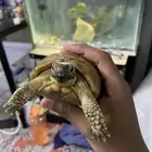 سلحفاه بريه