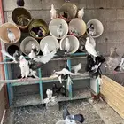 حمام مشكل ودجاج بلدي
