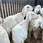 ضان ولد تم البيع