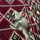 قطوه للبيع شرازيه العمر شهر