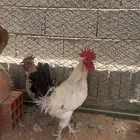 ديك بلدي