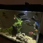 سمك زينه سيكلد