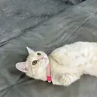 قطوه انثى لتبني
