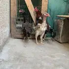 دجاج باكستاني ميوالي وسندي وشامو ياباني