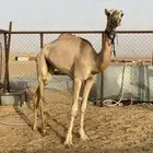 هجن بكره