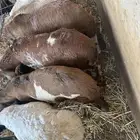 سواكن مرابي عمر 4 شهور