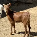 السلام عليكم تيس الموقع احد رفيده