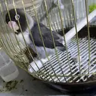 فيشر برسوناتا كردينال بلاك ماسك دبل دارك ( نوادر )250