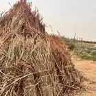 قصب يابس