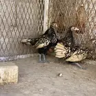 دجاج سبرايت نحاسي تم البيع