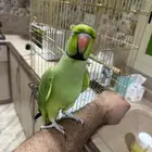 ببغاء درة