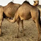 قعود وثلاث بكار للبيع على الحليب