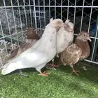 زوج حمام هاي فلير