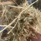 تبن شعير مخلوط بلوبنك