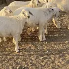 4طليان جذعان