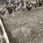 صيصان بلدي (مبيوعه)