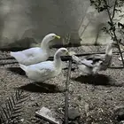 بط بكيني