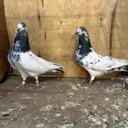 للبيع حمام باكستاني