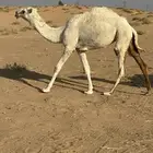 لبيع لقحه وبكره لقحه وحاشي