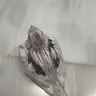 فروخ كروان هافي بايد