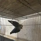 زوج روز تحته فرخين