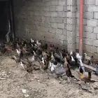 دجاج بلدي
