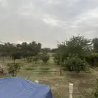 مزرعة خاصة للايجار اليومي