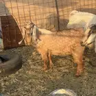 تيس وعنز حايل شرط