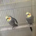 كروان للبيع 2 ما اعرف وش جنسهم بس الاغلب انهم ذكور