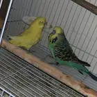 جوز بادجي انجليزي
