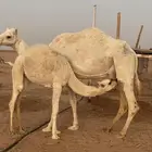 عشرا للبيع