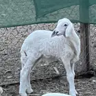 مشروع فحل حري
