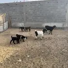 غنم. متابيع