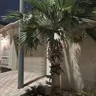 نخل واشنطني