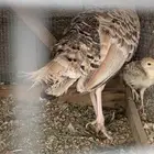 دجاج رومي