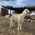 مشروع فحل صنف