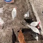 دجاج ألمنيوم   فيومي شبابي