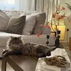 قط شيرازي ذكر