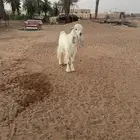 تيس ابيض