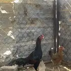 زوج ادياك سندي اصيل