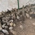 سمان فري بياض