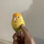 انثى روز عمرها سنه سبق لها ان جابت انتاج