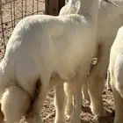 رخال صنف تم البيع
